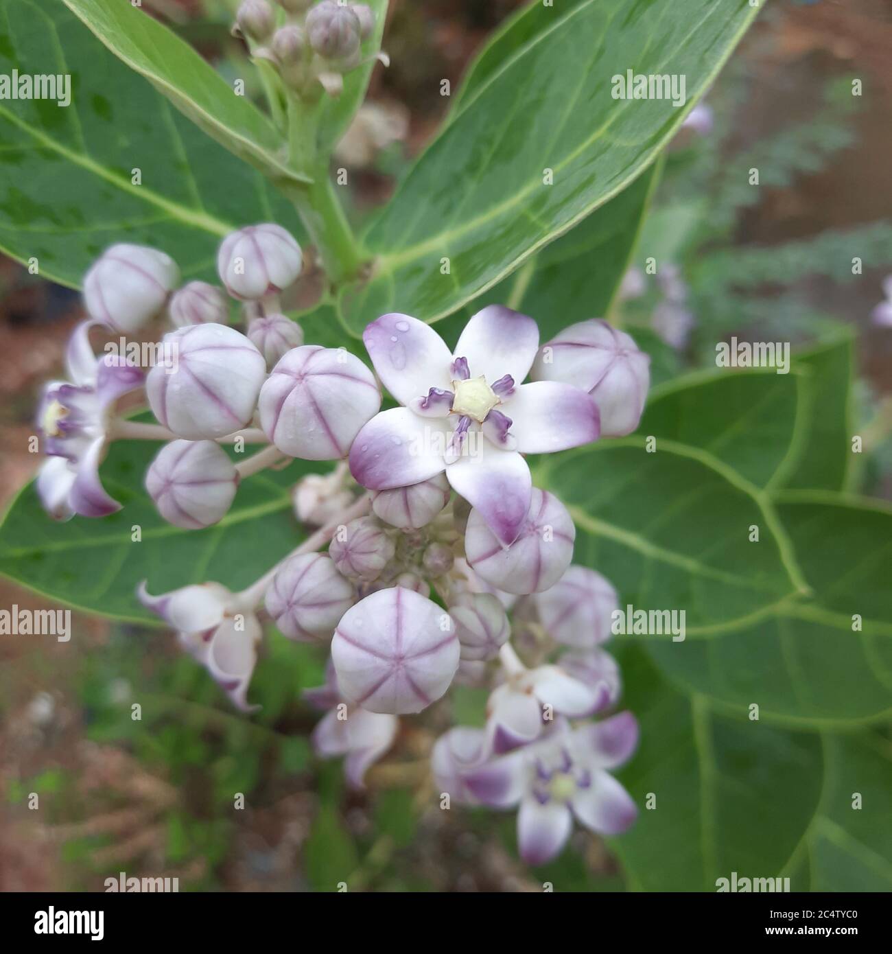 fiore, sullo sfondo come ritratto di foglie. Foto Stock