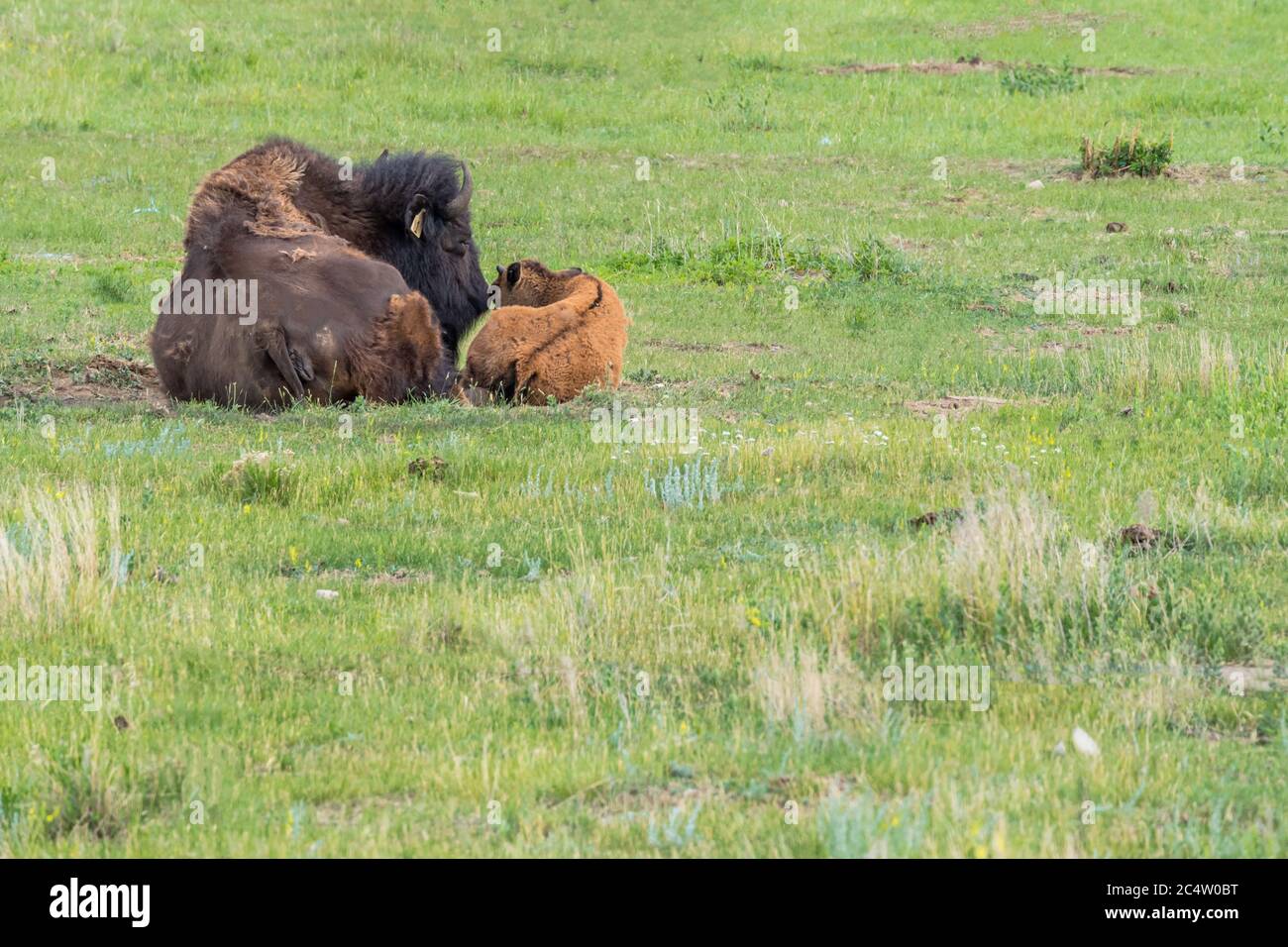 Una madre pianure bisonte che depone il suo bambino vitello in un pascolo a Saskatchewan, Canada Foto Stock