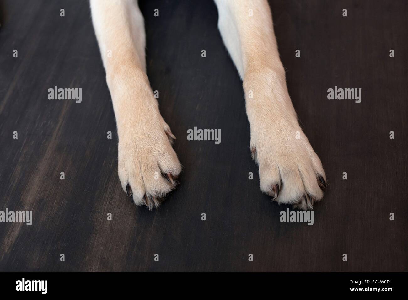 cute cane labrador cucciolo zampa mostrando pads su legno pavimento sfondo Foto Stock