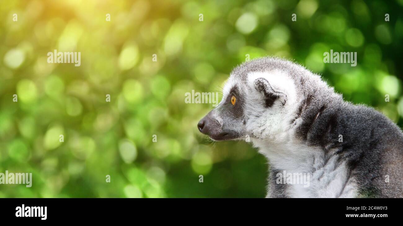 Banner orizzontale con cute Lemur Catta. Primo piano ritratto di lemuri ringtailed su sfondo verde soleggiato e sfocato. Spazio di copia per il testo Foto Stock