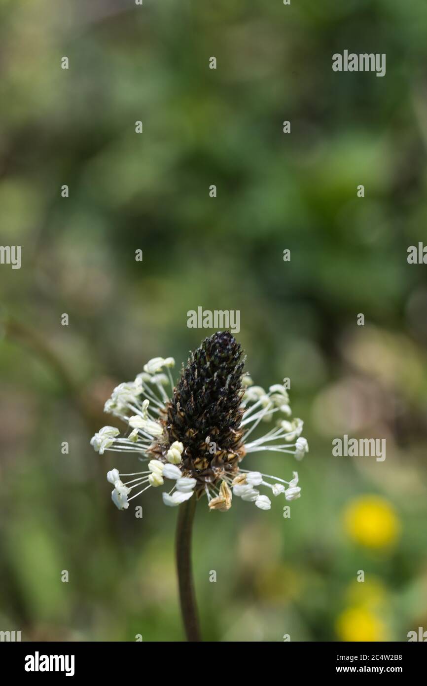 Ribbwort Plantain fiore testa closeup in un prato verde Foto Stock