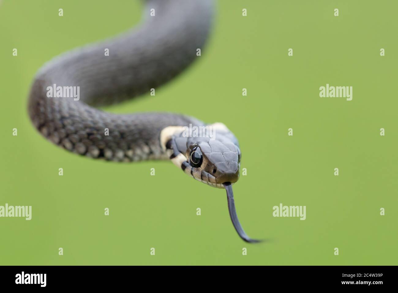 Primo piano di serpente d'erba, Natrix natrix, fauna selvatica europea, Repubblica Ceca Foto Stock