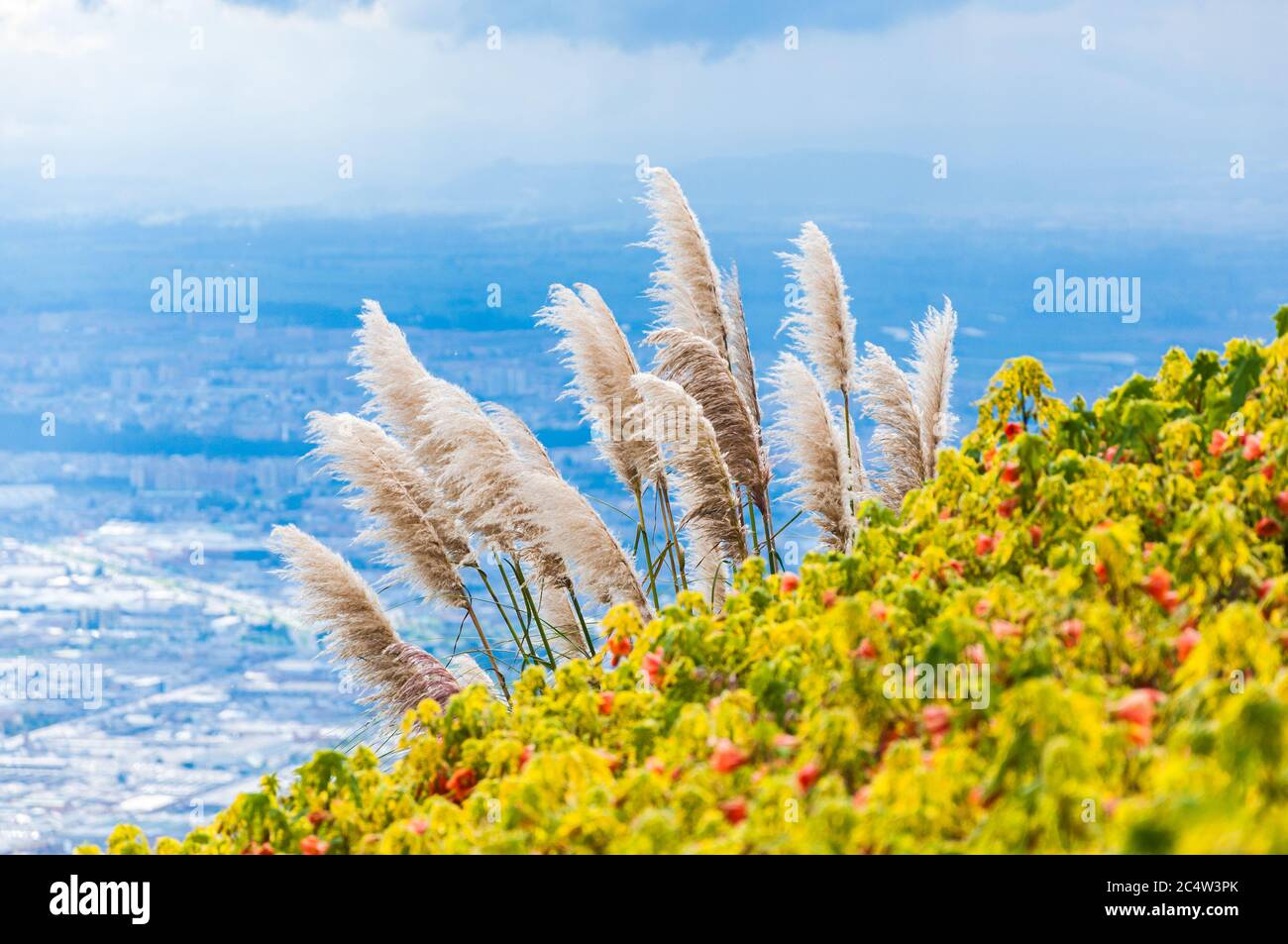 Fiori decorativi colorati sulla cima del monte Monserrate a Bogotà Foto Stock