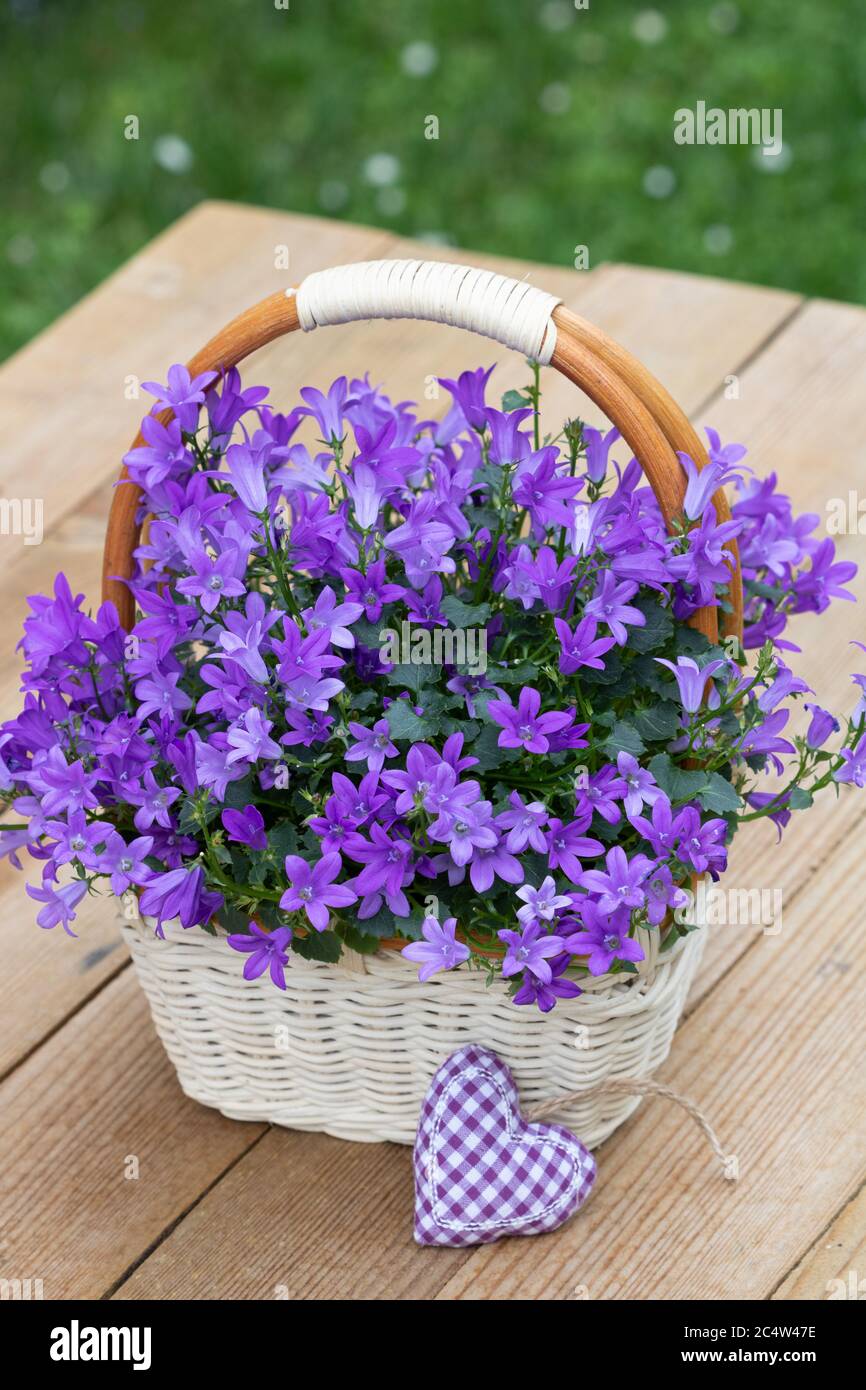 bellflower in viola nel cesto come decorazione Foto Stock