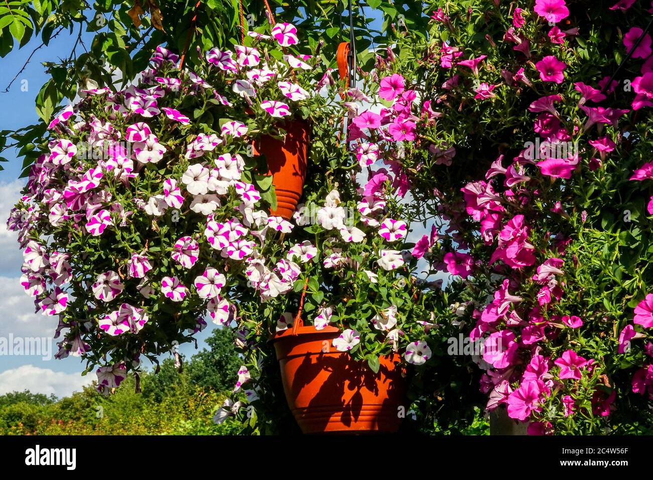 Cesto appeso fiori da giardino piante da fiore appese petunie milioni di campane Foto Stock