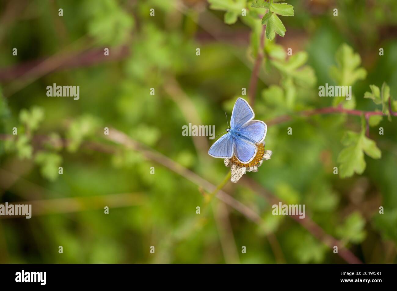 Una vista dall'alto di una farfalla blu comune Polyommatus icarus, Hampshire, UK Foto Stock