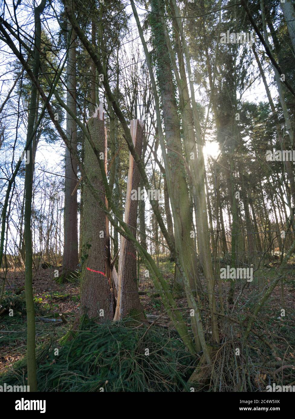 Parte inferiore del resto di un tronco di albero che mostra una spaccatura dal centro al suolo - causata da danni da tempesta. Foto Stock