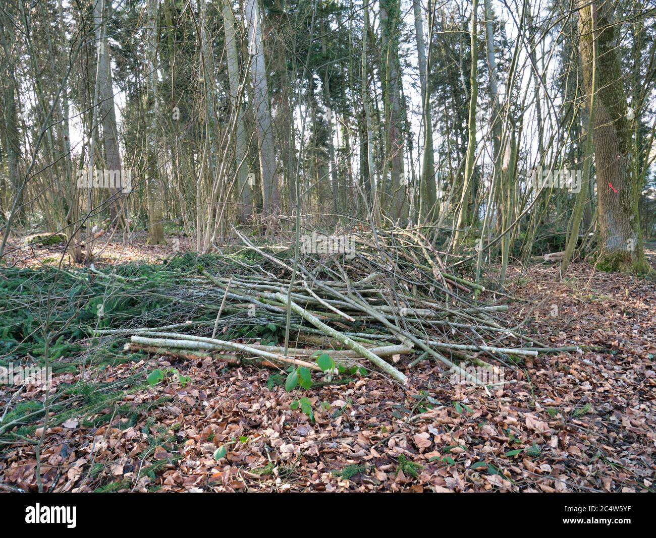 Rami e ramoscelli di alberi tagliati sul pavimento della foresta coperto di foglie. Foto Stock