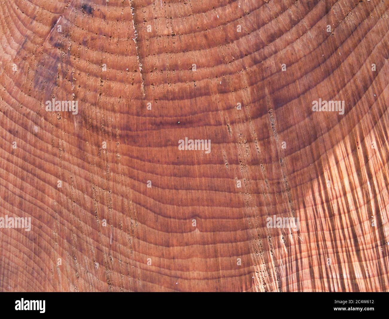 Parte della sezione trasversale di un tronco di albero tagliato con anelli annuali come vista ravvicinata. Foto Stock