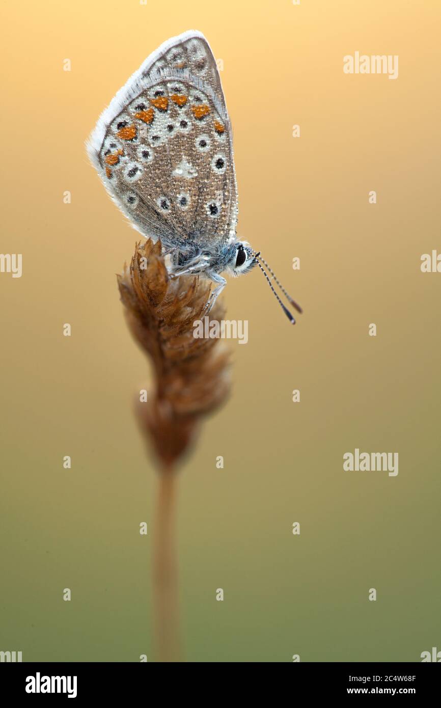 Un lato in vista di una farfalla blu comune Polyommatus icarus, Hampshire, UK Foto Stock