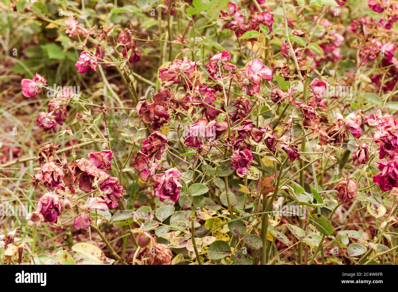 sfondo naturale con roseto e fiori morti rossi Foto Stock