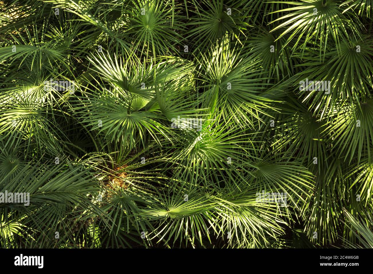 palma verdeggiante di origine giapponese e di piccola altezza Foto Stock