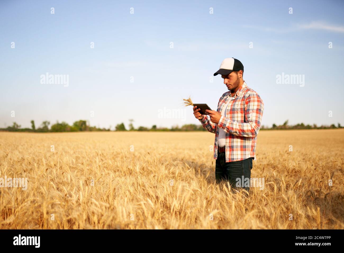 Agricoltura di precisione. Agricoltore che detiene un PC tablet, utilizzando software di gestione dati online presso il campo di grano. Agronomo che lavora con lo schermo del computer a sfioramento Foto Stock Agricoltura di precisione. Agricoltore che detiene un PC tablet, utilizzando software di gestione dati online presso il campo di grano. Agronomo che lavora con lo schermo del computer a sfioramento Foto Stock