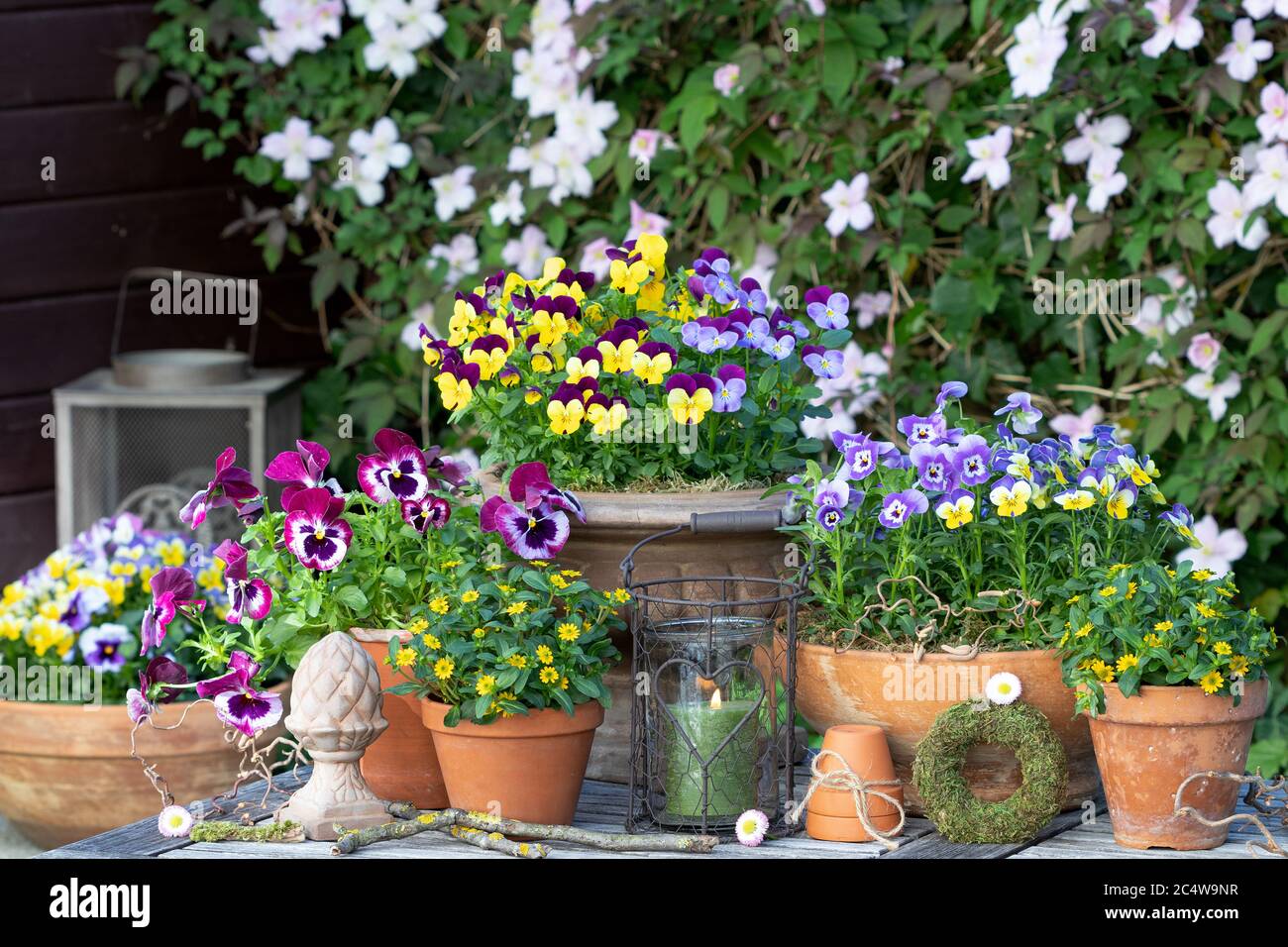 decorazione giardino primaverile con fiori di viola in pentole di terracotta Foto Stock