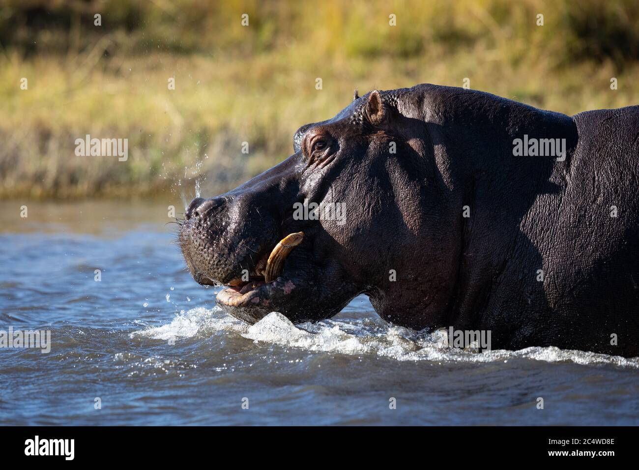 Un ritratto in primo piano con un ippopotamo a metà corpo in acqua nel fiume Chobe Botswana Foto Stock