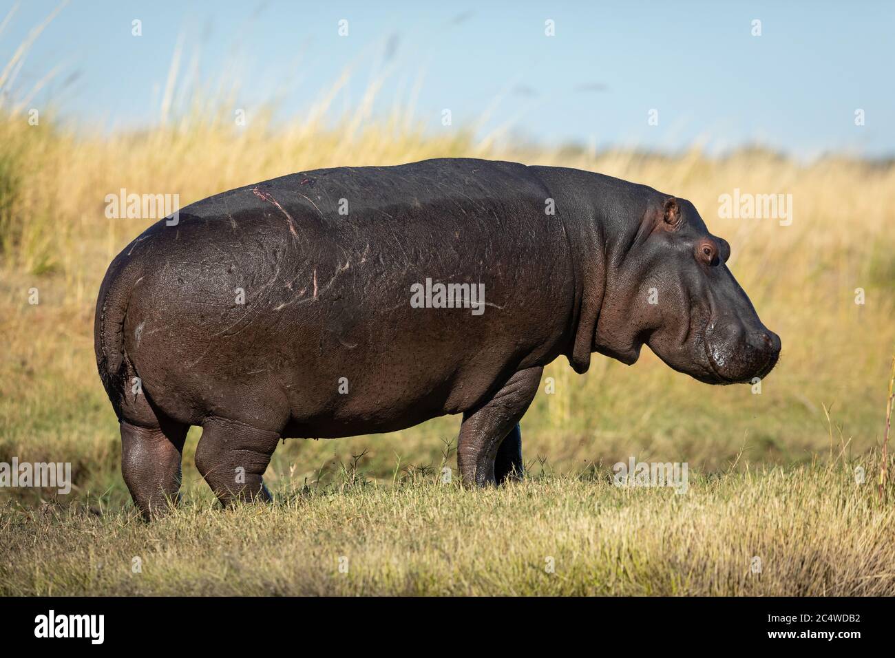 Un hippo adulto con vista laterale a tutto corpo, ritratto fuori dall'acqua al sole nel fiume Chobe Botswana Foto Stock