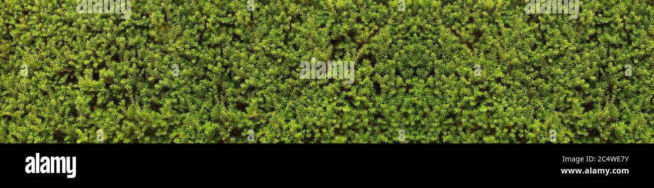 Un muro naturale di verde. Siepe composto da migliaia di rami di tasso. Foto Stock