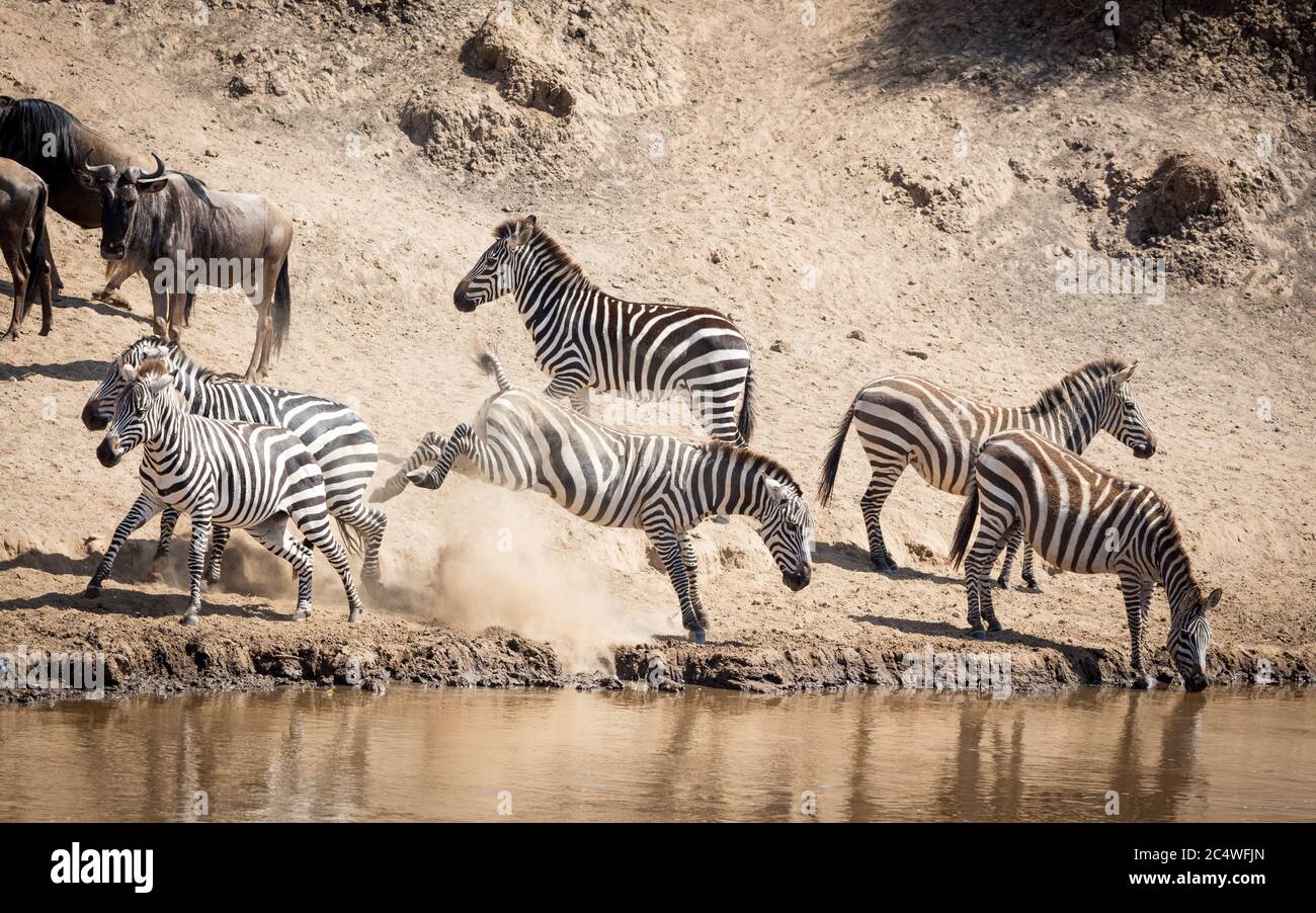 Una zebra femminile aggressiva che calcia altre zebre al bordo del fiume Mara con wildebeest in attesa di bere in Kenya Foto Stock