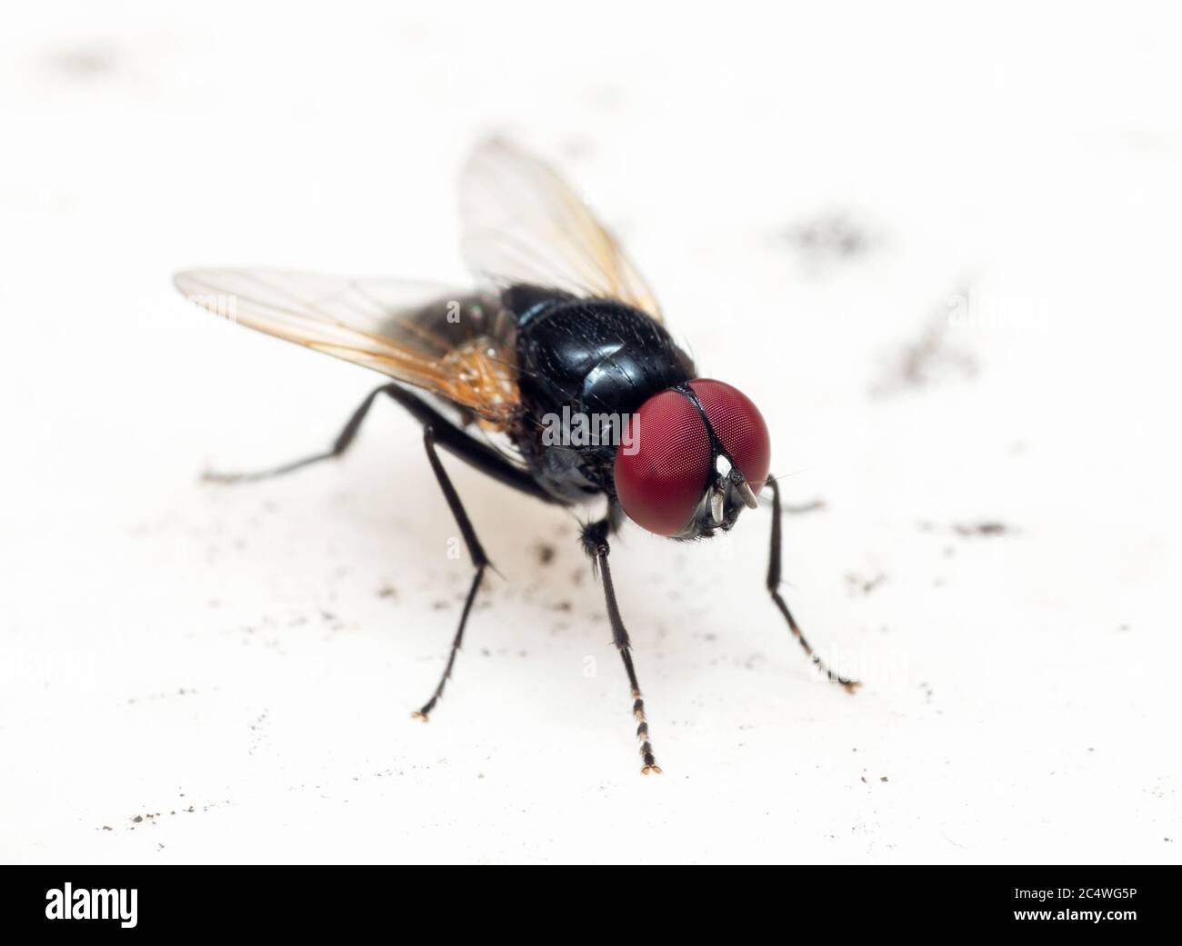 Macro Fotografia di Black Blowfly su White Floor Foto Stock