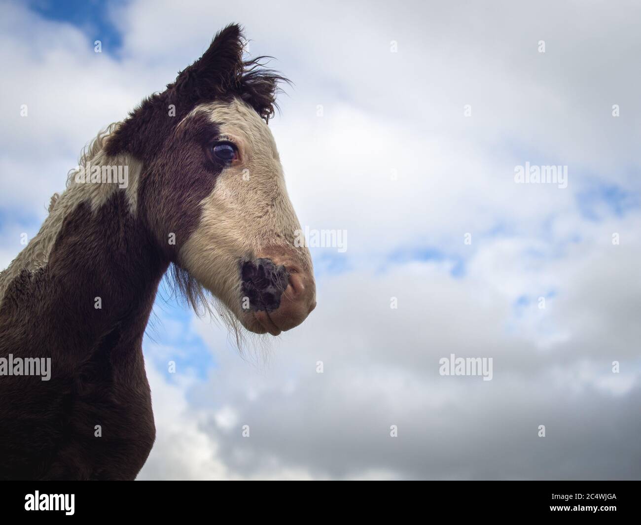 Selvatico nuovo cavallo di fale nato nelle Valli gallesi, Regno Unito Foto Stock