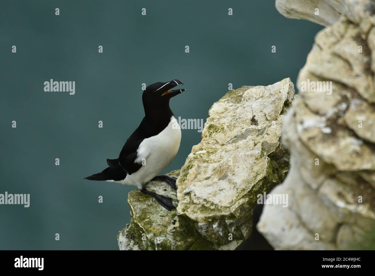 Razorbiil Alca torda seduto sulla costa. Foto Stock