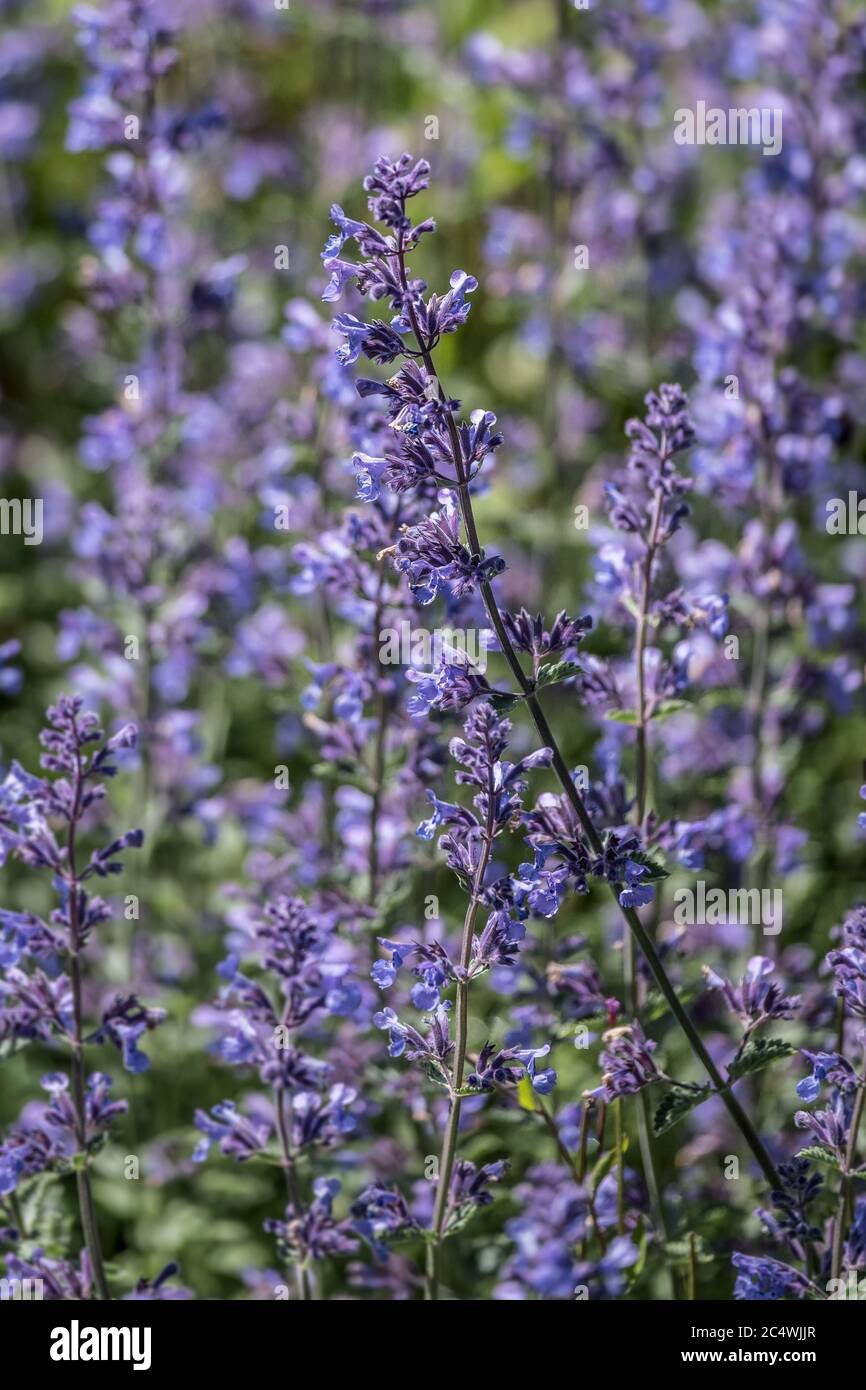 Nepeta racemosa walkers low immagini e fotografie stock ad alta