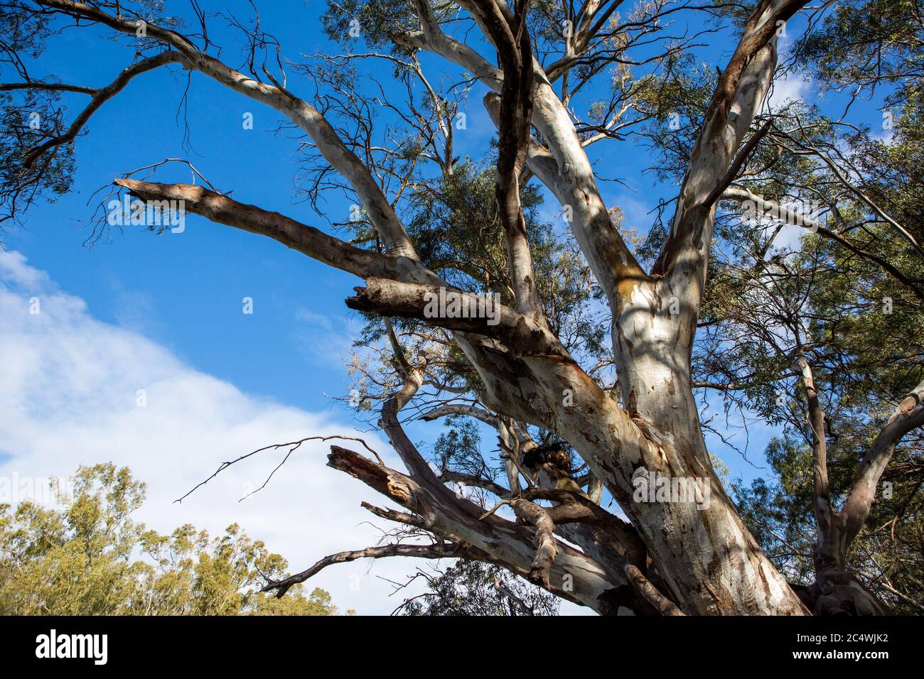 fiume alberi di gomma rossa lungo il fiume Murray nel fiume Murray National Park Renmark South Australia il 22 giugno 2020 Foto Stock