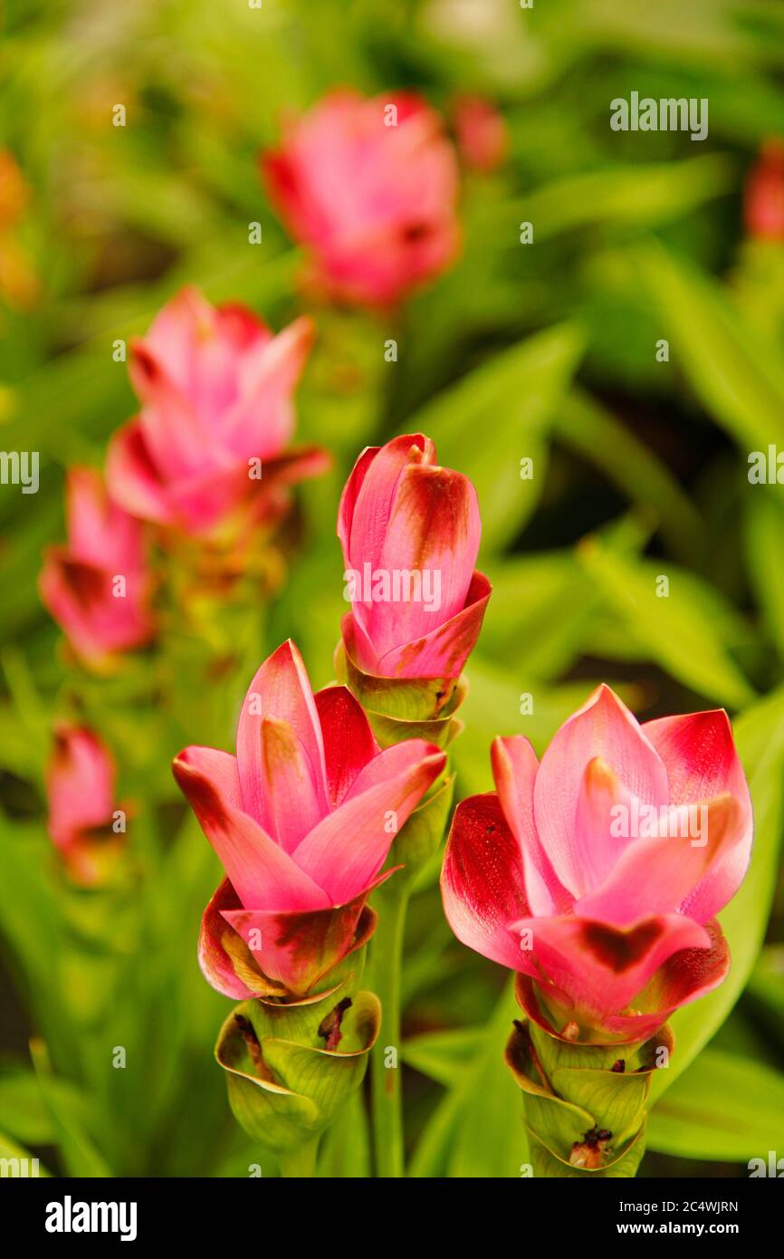 Tulipano della Thailandia. Curcuma alismatifolia Foto Stock