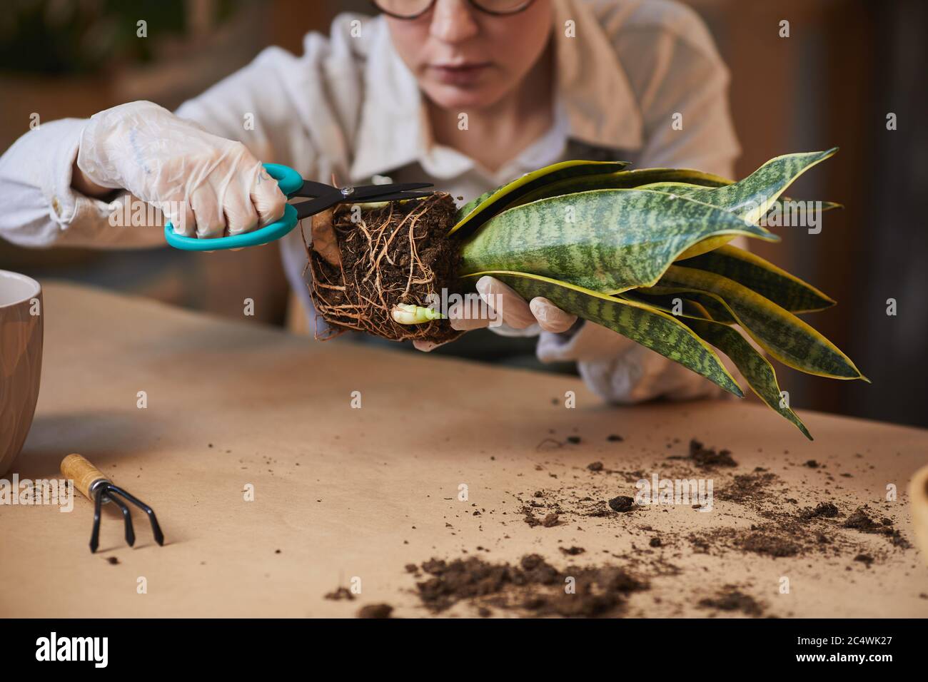 Primo piano di giovane donna che si prende cura di dracaena serpente pianta mentre godendo di giardinaggio domestico in interni, copia spazio Foto Stock