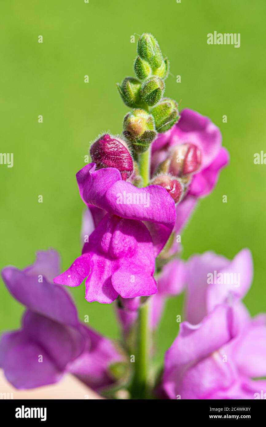 Un giardino pieno di fiori viola snap drago Foto Stock