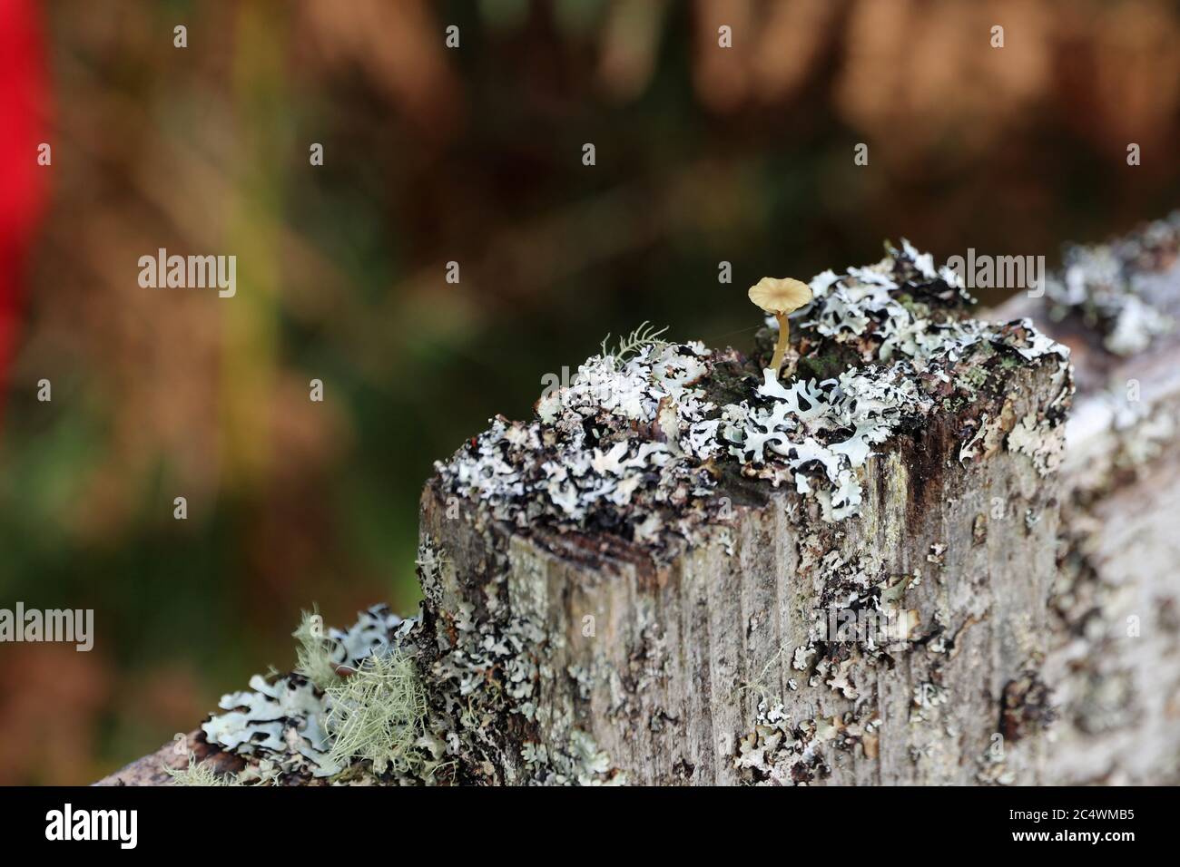Palo da recinzione con licheni e un minuscolo fungo. Foto Stock