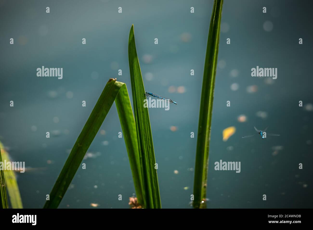 Comune Blue Damselflies, che si aggira intorno a canne in un lago nel Regno Unito Foto Stock