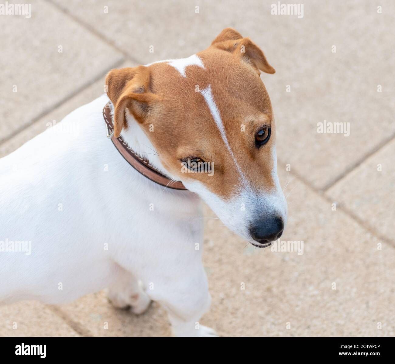 Il Ritratto del giovane americano Staffordshire Terrier Foto Stock