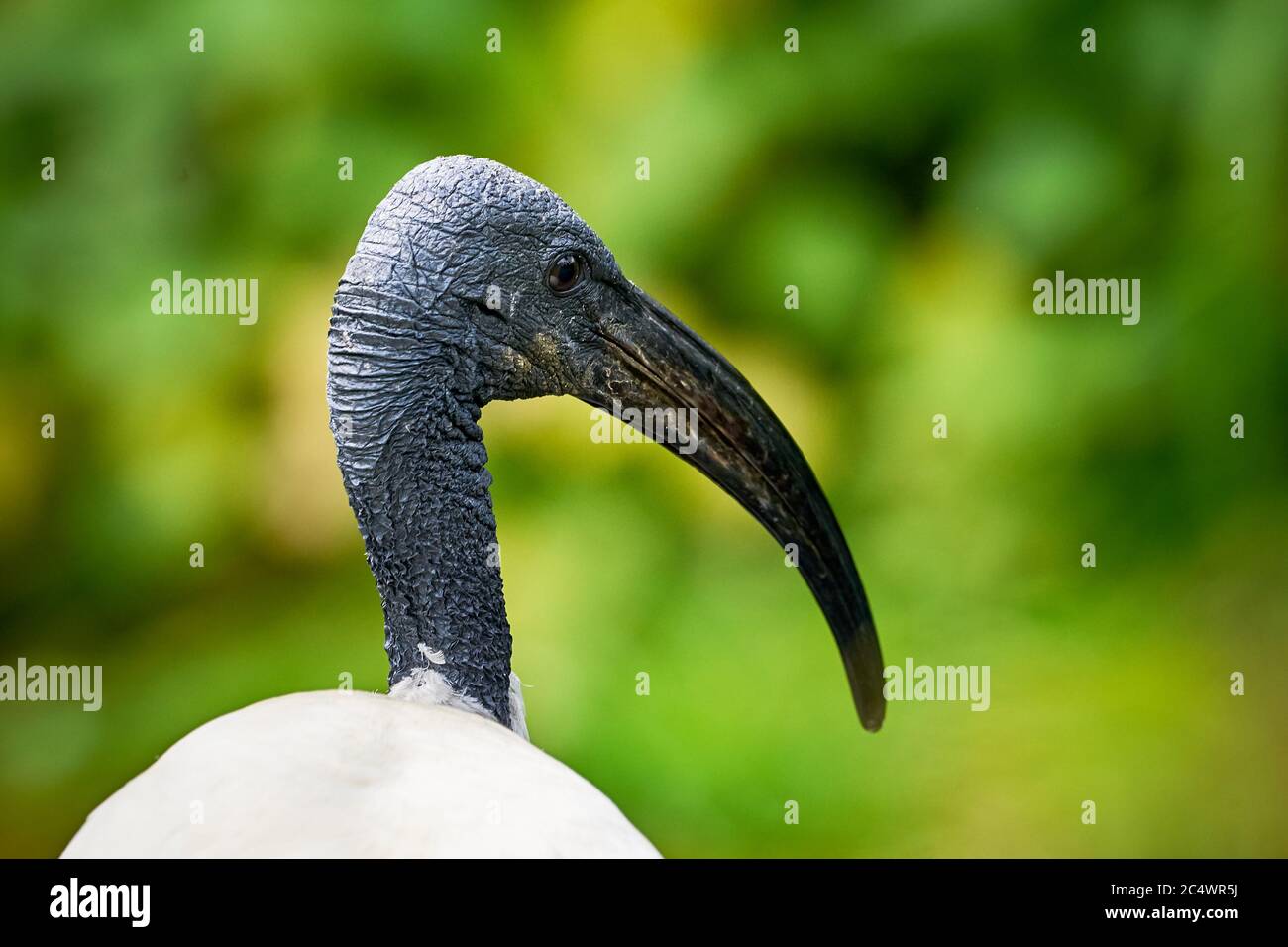 Primo piano ibis a testa nera (Threskiornis melanocephalus) Foto Stock