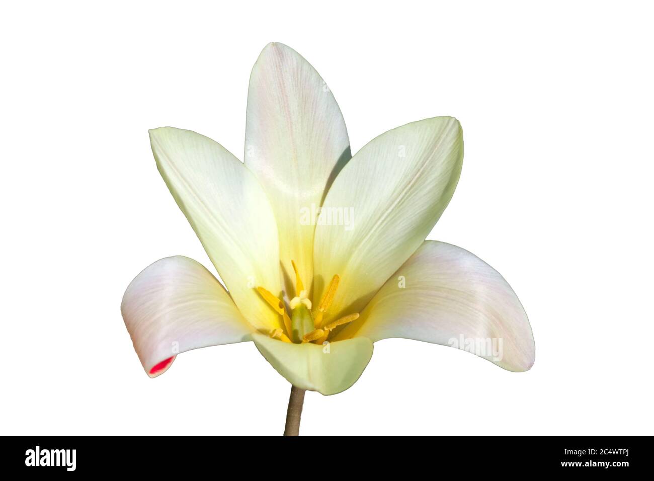 Tulip clusiana 'Tinkaa' una pianta di bulbo fiorente primavera tagliata fuori e isolata su uno sfondo bianco Foto Stock