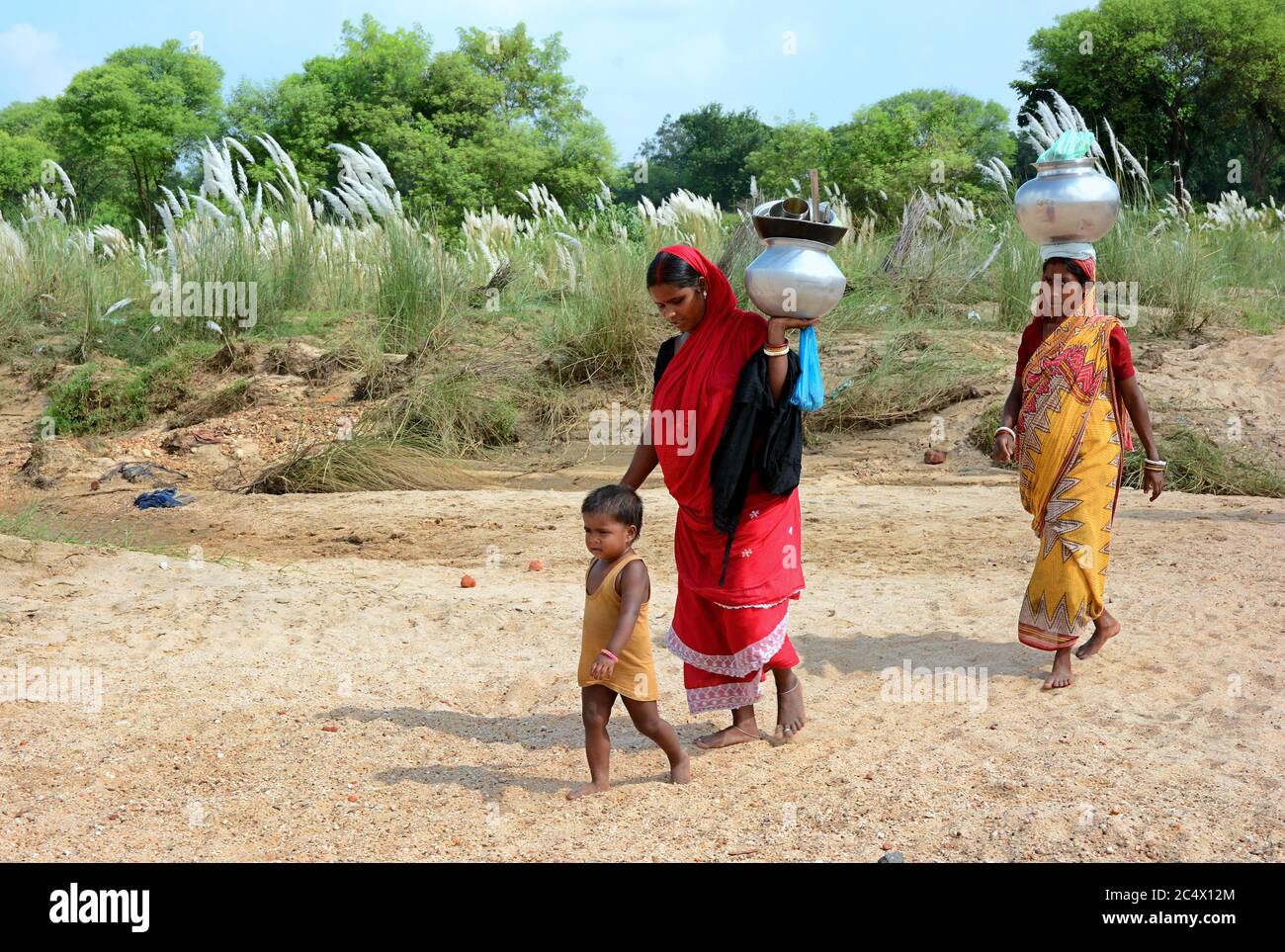 La madre che porta acqua potabile da lontano con i suoi figli di saccarina spontaneo o erba Kans localmente noto come fiore di Kash in India. Foto Stock