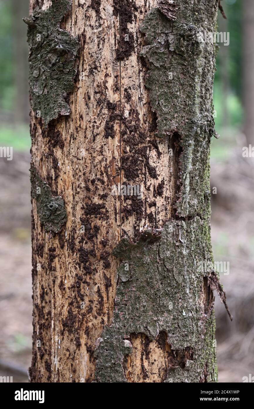 Albero morto, tronco di abete rosso morto, danni alla foresta dovuti alla siccità e attacco di barbabietole, Sauerland, Nord Reno Westfalia, Germania. Foto Stock