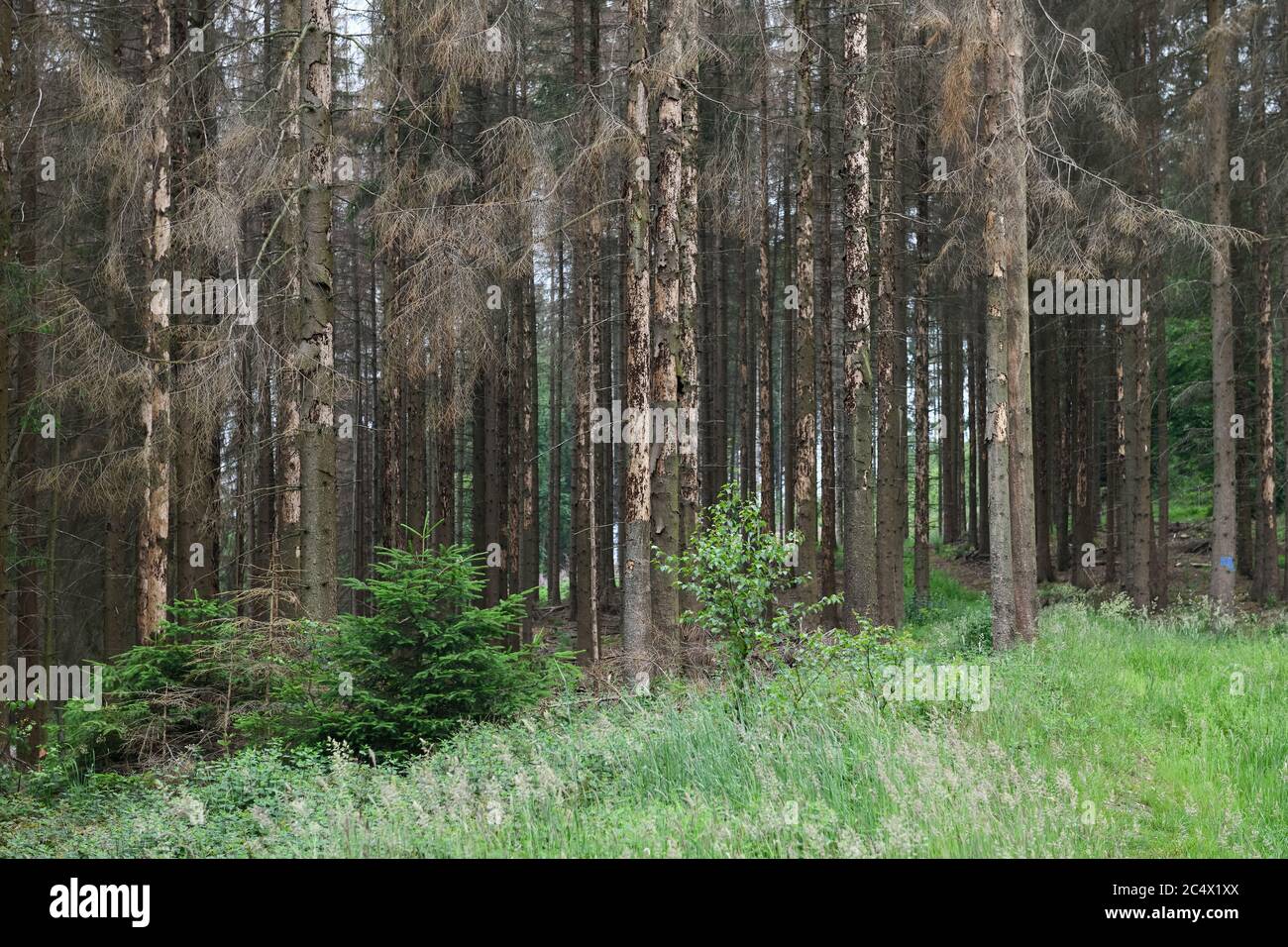 Foresta di dieback, abete rosso dieback a causa di siccità e attacco di barbabietole, alberi morti, abete rosso morto, conifere morte, Sauerland, Nord Reno Westfalia; Germa Foto Stock