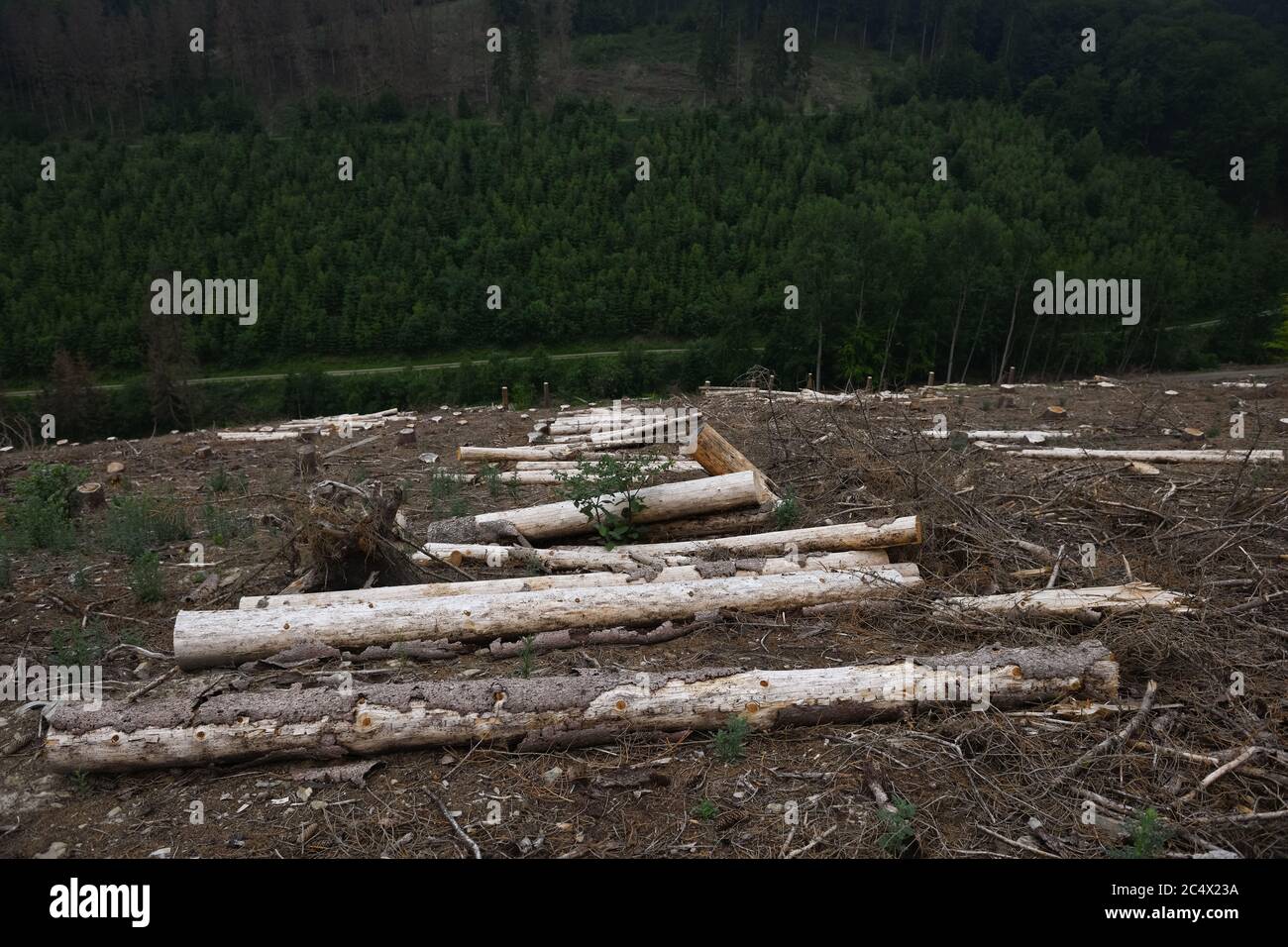 Foresta dieback, abete rosso dieback a causa di siccità e attacco di barbabietole corteccia, area sgombra, taglio di schiarimento, alberi in guscio, riscaldamento globale, desaster ecologico, S Foto Stock