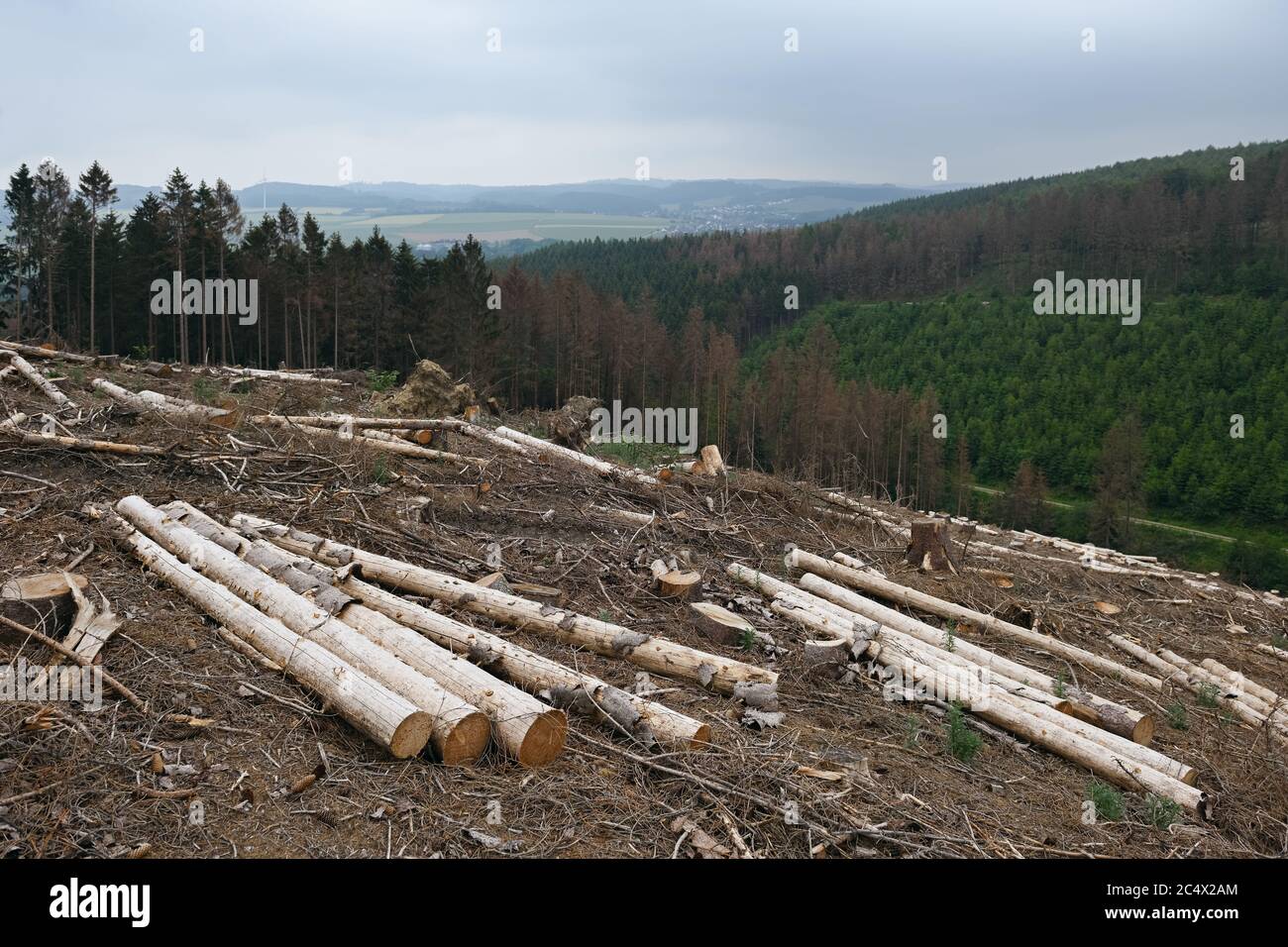 Foresta di dieback, abete rosso dieback a causa della siccità e attacco di barbabietole, zona sgombra, taglio di schiarimento, alberi in guscio, conifere, Sauerland, Nord Reno Westp Foto Stock