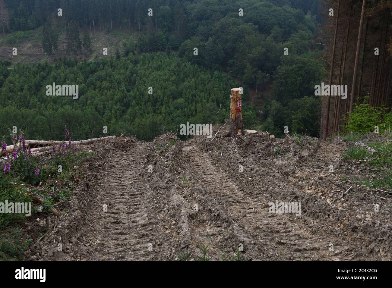 Sentieri per la raccolta forestale che conducono attraverso una zona di taglio chiara nella foresta, dieback foresta, abete rosso dieback dopo l'attacco di barbabietole, Sauerland, tedesco Foto Stock