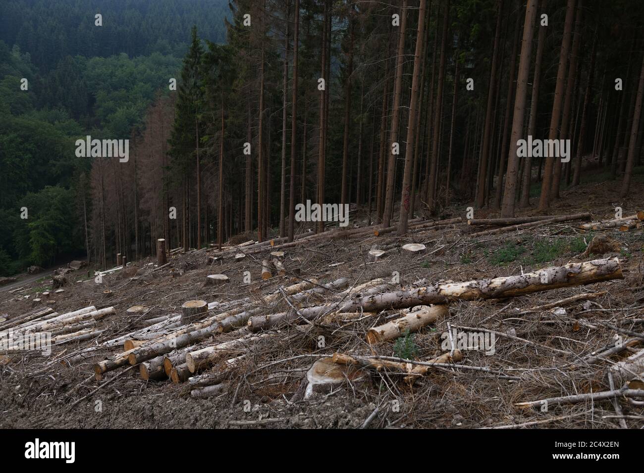 Foresta di dieback, abete rosso dieback a causa di siccità e corteccia attacco di barbabietole, taglio di schiarita, zona bonificato, Sauerland, Nord Reno Westfalia; Germania. Foto Stock