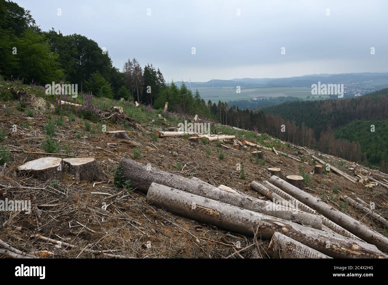 Foresta di dieback, abete rosso dieback a causa di siccità e corteccia attacco di barbabietole, taglio di schiarita, zona bonificato, Sauerland, Nord Reno Westfalia; Germania. Foto Stock