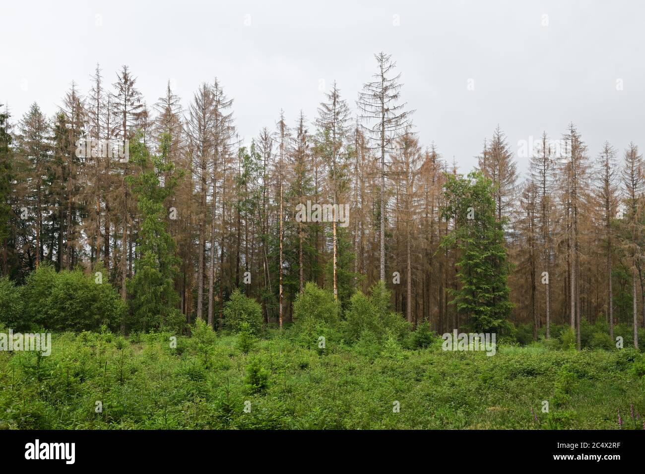 Foresta di dieback, abete rosso dieback a causa della siccità e l'attacco di barbabietole, sigs di cambiamento climatico, Sauerland, Nord Reno Westfalia; Germania. Foto Stock