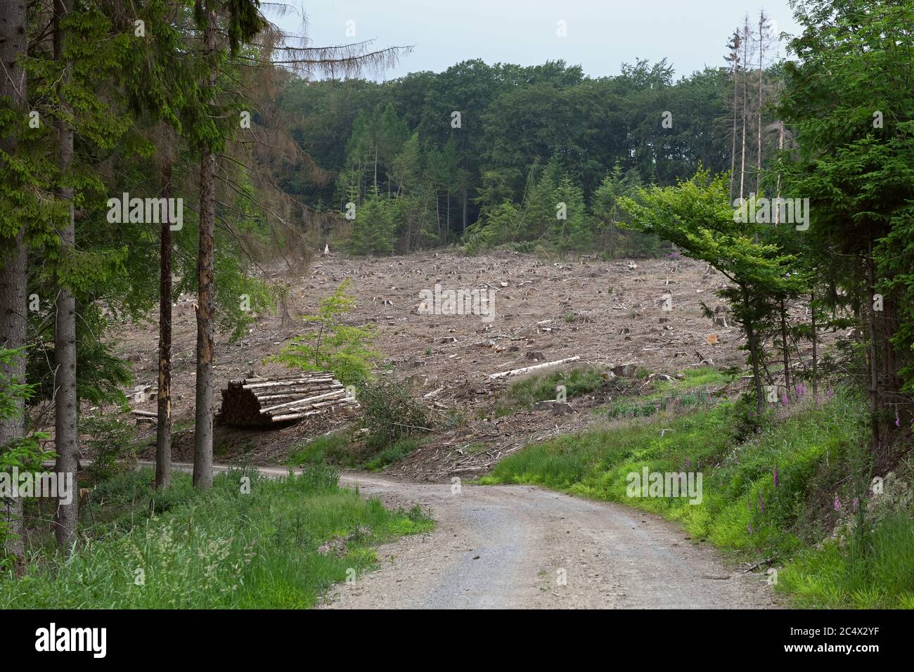 Foresta di dieback, abete rosso dieback a causa della siccità e l'attacco di barbabietole, strada forestale che porta ad una zona tagliata chiara, Sauerland, Nord Reno Westfalia; G. Foto Stock