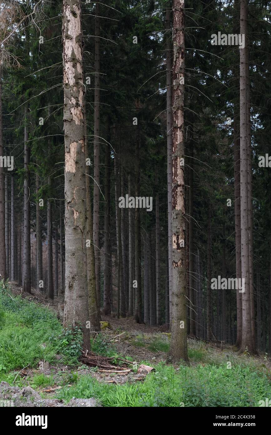 Alberi morti di abete rosso, tronchi morti, danni forestali dovuti alla siccità e attacco di barbabietole, Sauerland, Nord Reno Westfalia, Germania. Foto Stock