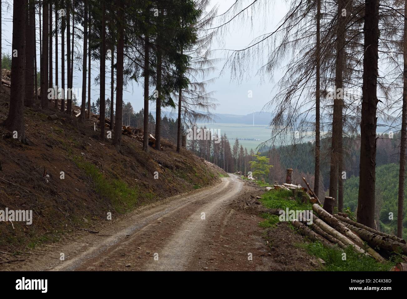 Foresta di dieback, abete rosso dieback a causa della siccità e l'attacco di barbabietole, strada forestale che conduce attraverso boschi morenti, Sauerland, Nord Reno Westfalia; Germ Foto Stock
