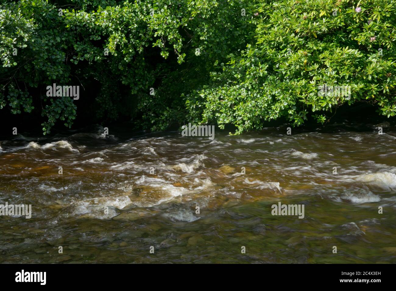 Sentiero natura lungo il fiume Ystwyth presso il Black Covert Woodland & Riverside Walk a Ystwyth Forest, Aberystwyth; Ceredigion; Galles; Regno Unito Foto Stock