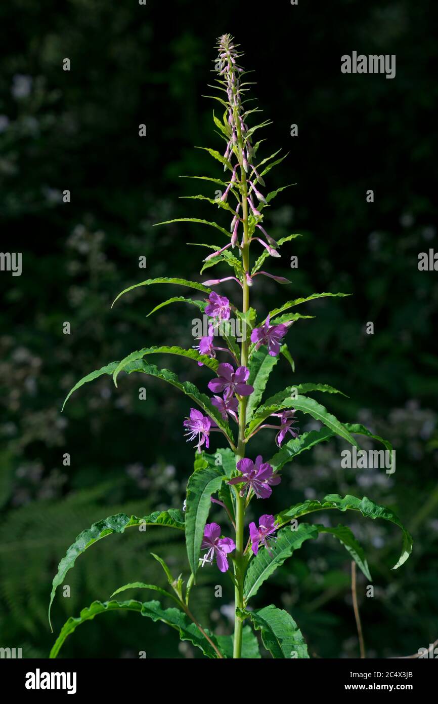 Sentiero natura lungo il fiume Ystwyth presso il Black Covert Woodland & Riverside Walk a Ystwyth Forest, Aberystwyth; Ceredigion; Galles; Regno Unito Foto Stock