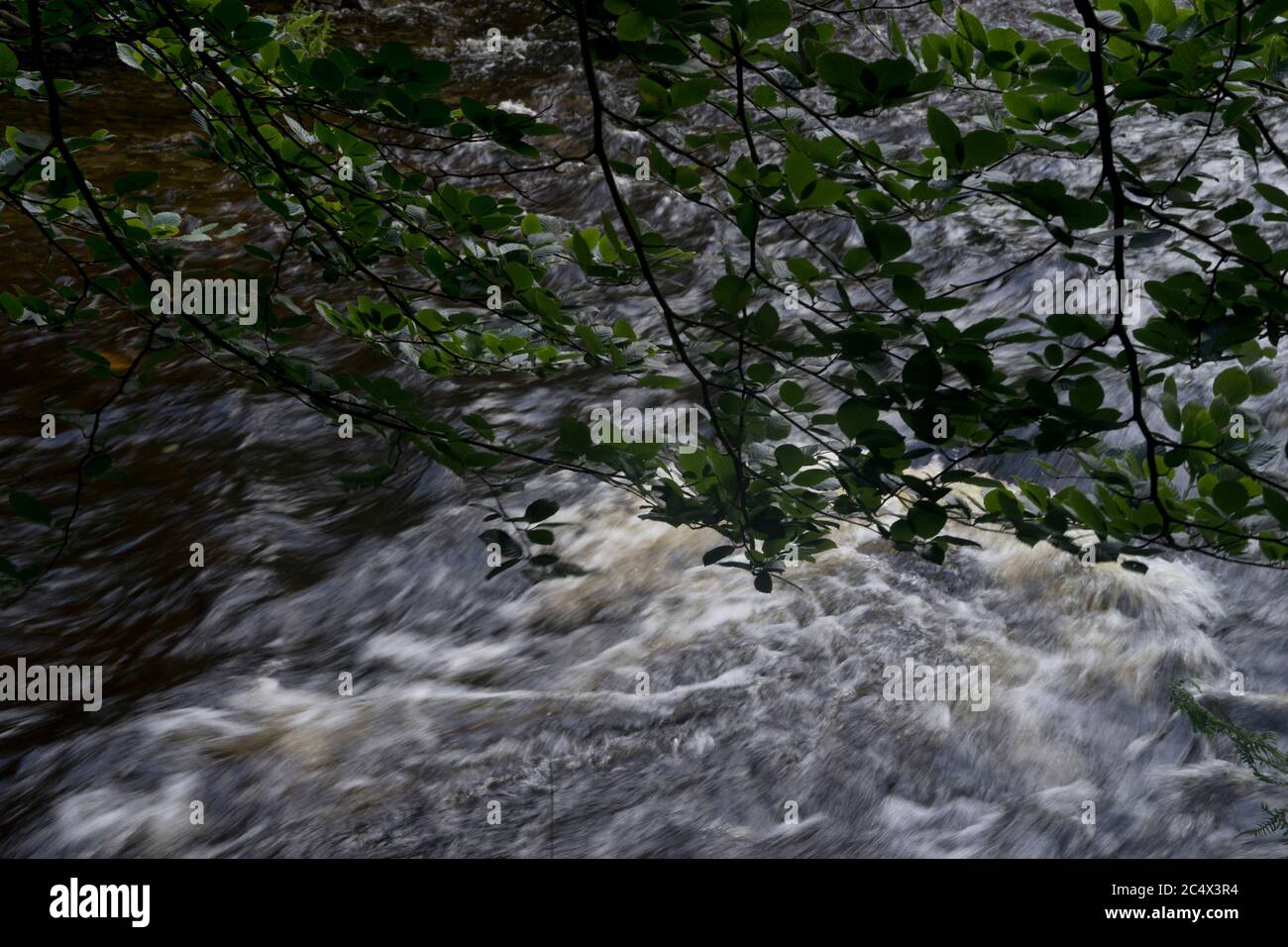 Sentiero natura lungo il fiume Ystwyth presso il Black Covert Woodland & Riverside Walk a Ystwyth Forest, Aberystwyth; Ceredigion; Galles; Regno Unito Foto Stock
